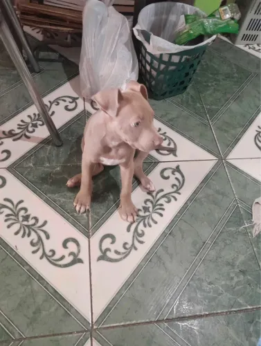 Doação de pitbull