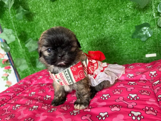 Filhote de Shih tzu macho e fêmea