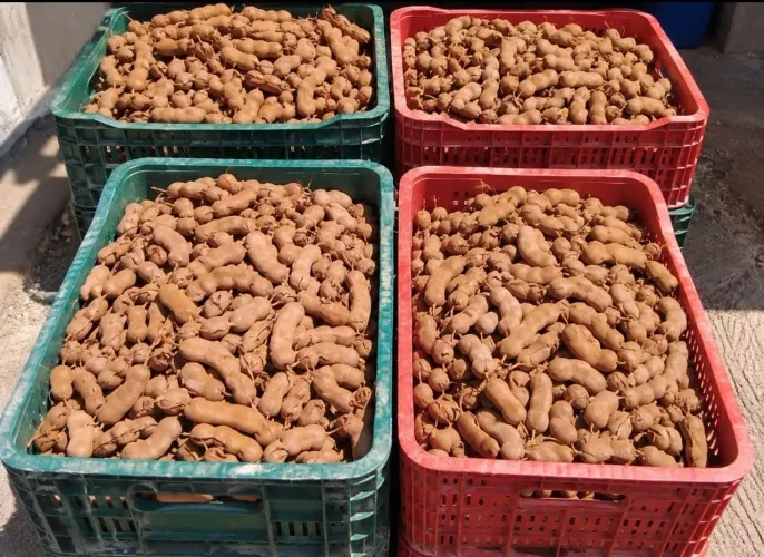 Tamarindo 10 reais o kg
