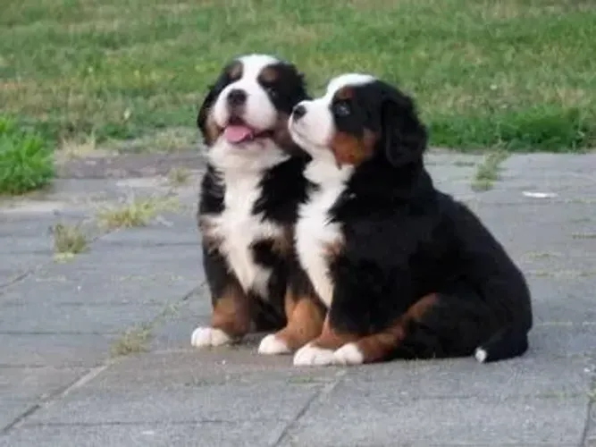 Bernese Mountain Dog disponíveis para lares especiai