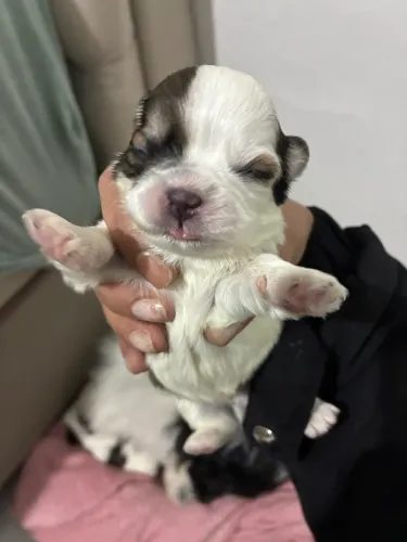Shitzu