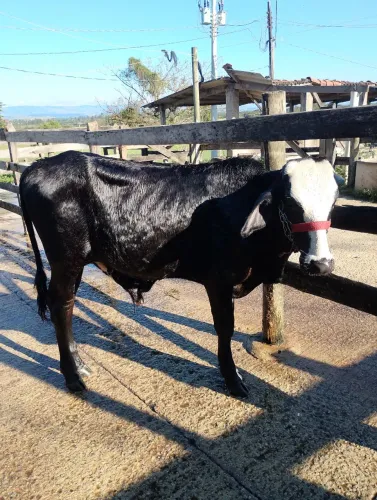 Garrote Nelore