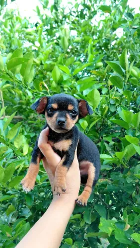Vende-se MACHO de Pinscher