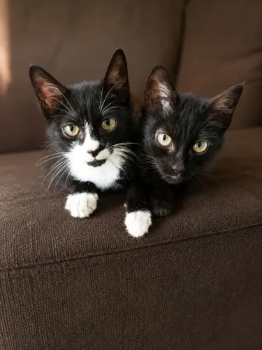Doa-se duas gatinhas super dóceis que tudo que precisam é um lar com amor e carinho