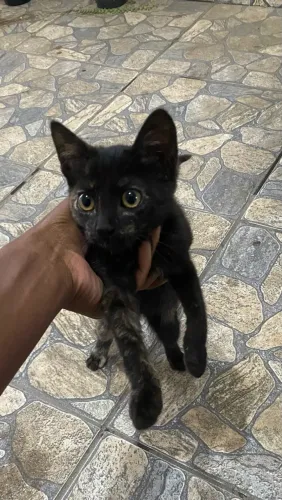 Doa-se filhote de gato 