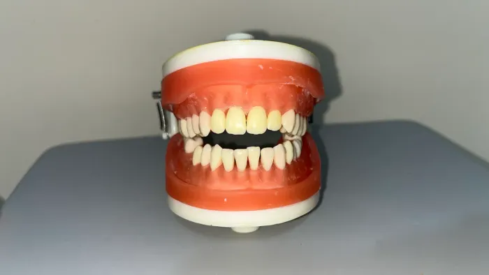 Manequim de Dentística PRONEW - Completo