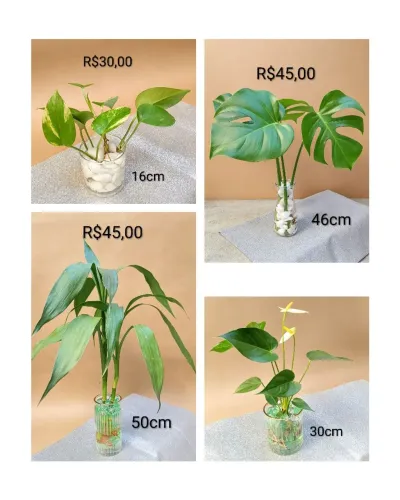 Arranjos Diversos -plantas cultivada na água(a partir de R$30,00cada)