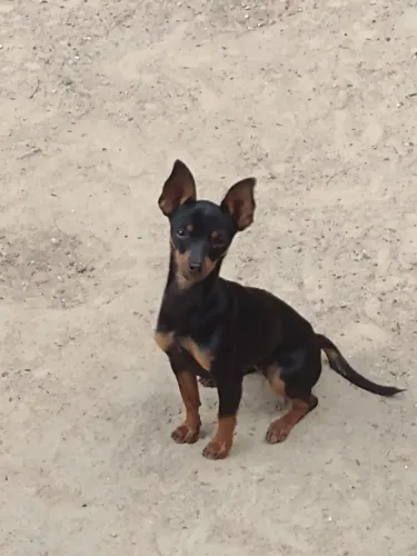 Fêmea de pinscher 
