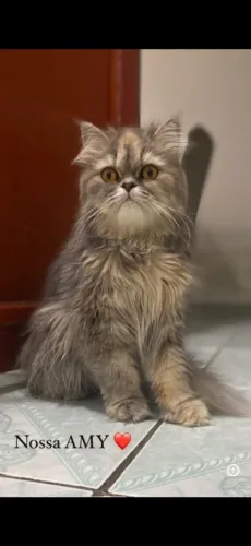 Filhote de gato PERSA