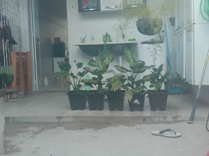 Plantas