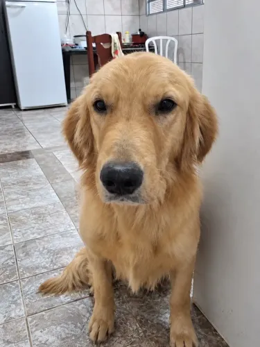 Golden retriever Macho