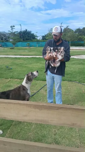 Dogue alemão