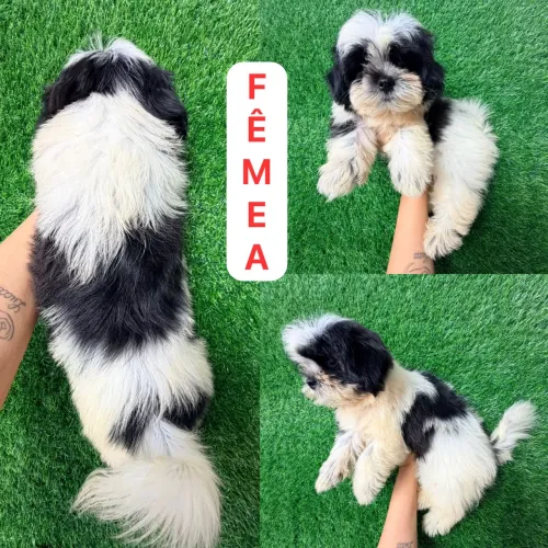 Shitzu preta e branca fêmea 