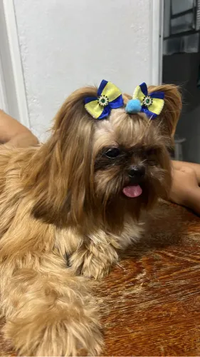 Linda Shitzu 