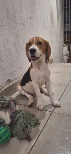 Cachorro Beagle Macho a Venda - Recife Pe