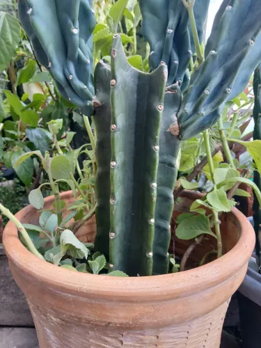 Mandacaru sem espinho com hortelã graúdo em vaso de barro grande! 
