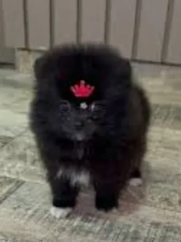 Lulu da Pomerânia fêmea com pedigree cbkc incluso