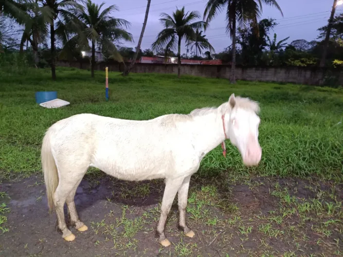 Poney fêmea 