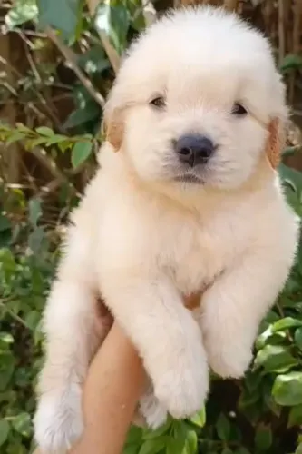 Golden Retriever fêmea