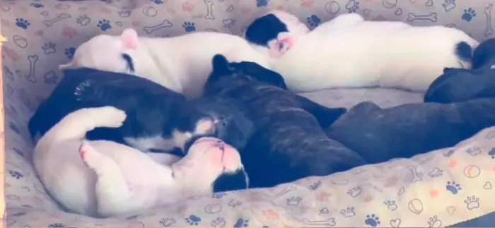 Vendo filhotes de buldogue francês