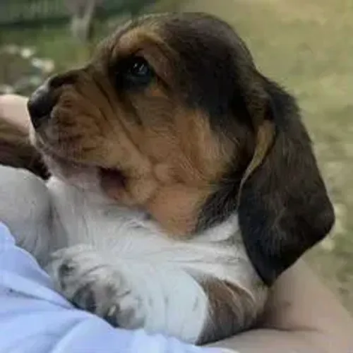 Basset Hound,Basset Hound Filhote Vacinado com Procedência e Muito Carinho
