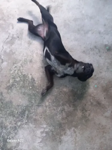 Doação fêmea com 6 meses