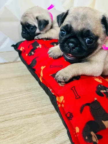 Pug