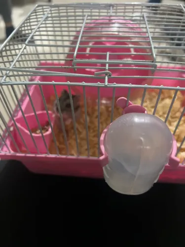 Gaiola hamister