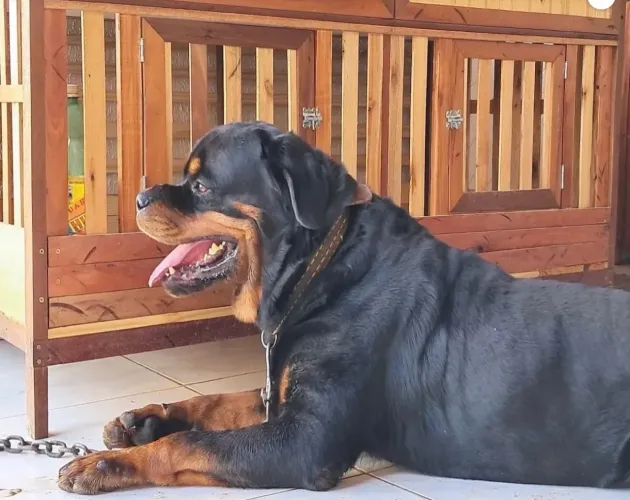 Rottweiler Alemão 