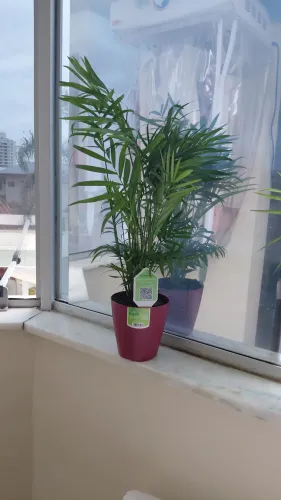 Plantas em.vasos a pronta entrega 