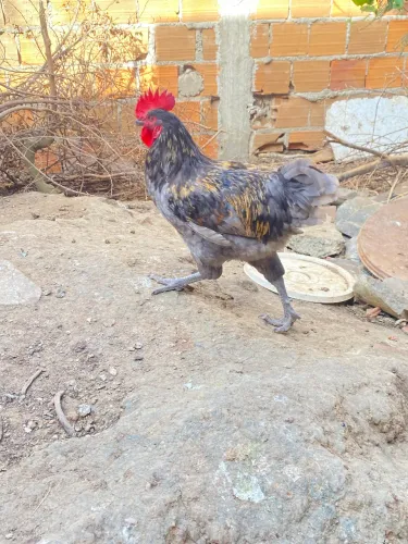 Vendo lindos Galos
