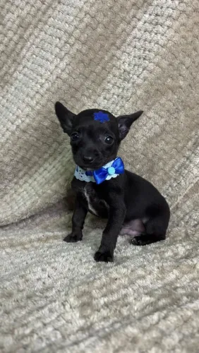 PROMOÇÃO IMPERDÍVEL!! MACHO PINSCHER N.1