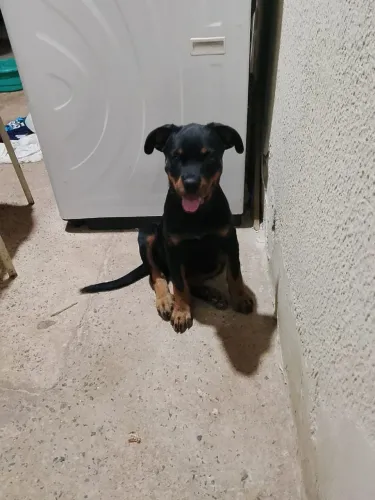 Rottweiler puro 04 meses