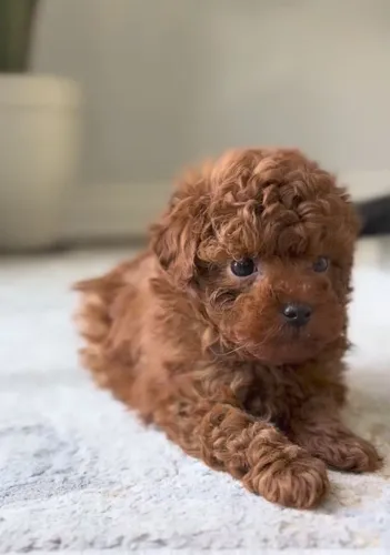 Procuro Poodle Toy Fêmea filhote marrom ou red 