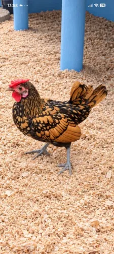 Galo Sebright