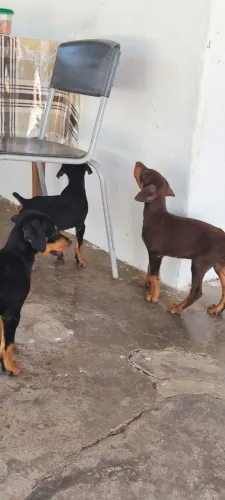Filhotes de dobermann