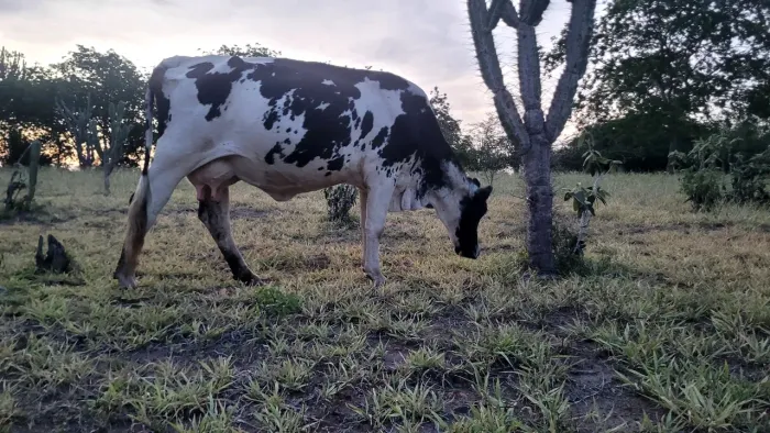 Vaca