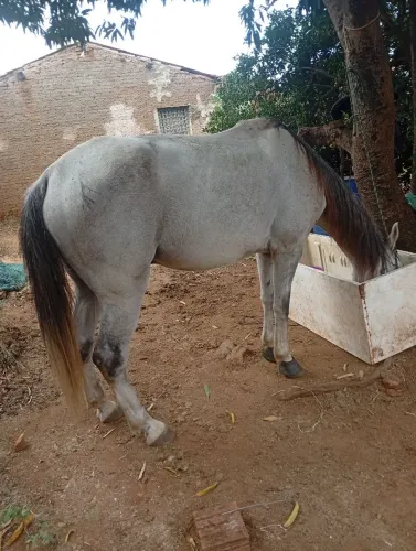 Vendo cavalo de esteira 