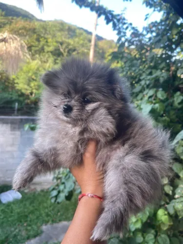 filhote de lulu da pomerania 