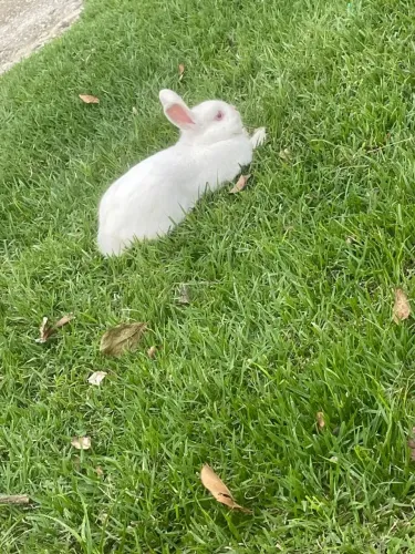 Vendo filhotes de coelhos