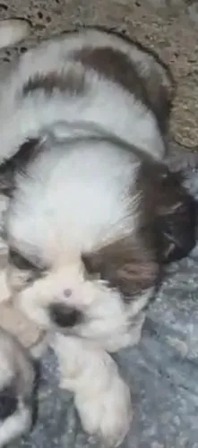 Shih tzu particolor