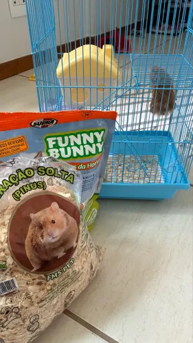 HAMISTERS