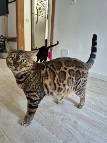 Gata Bengal - Bengal Cat - Gato De Bengala