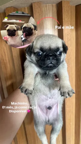 Pug filhote macho 