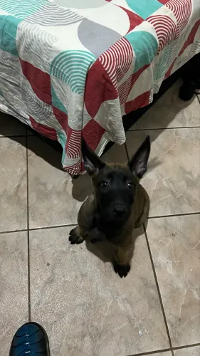 Filhote Pastor belga de Malinois puro