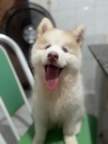 Husky siberiano