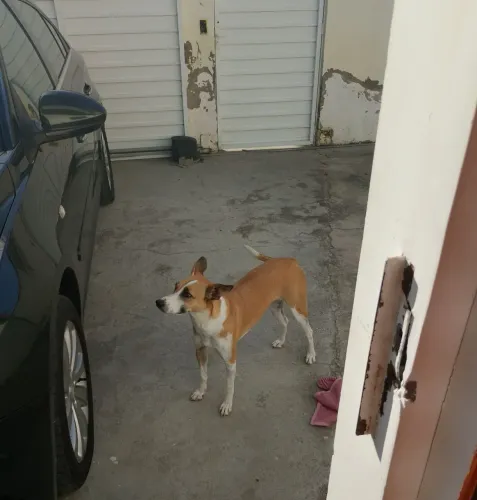 Cachorra para doação