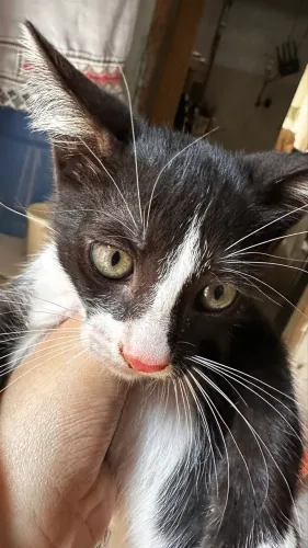 estou doando esse gato 2 meses
