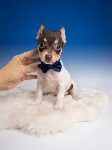 Pinscher Menino Lindo que Vai Roubar Seu Coração