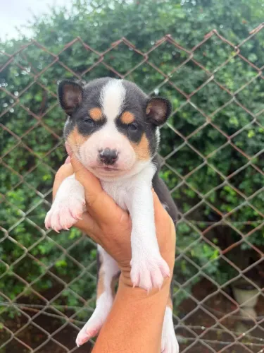 Basenji casal disponível
